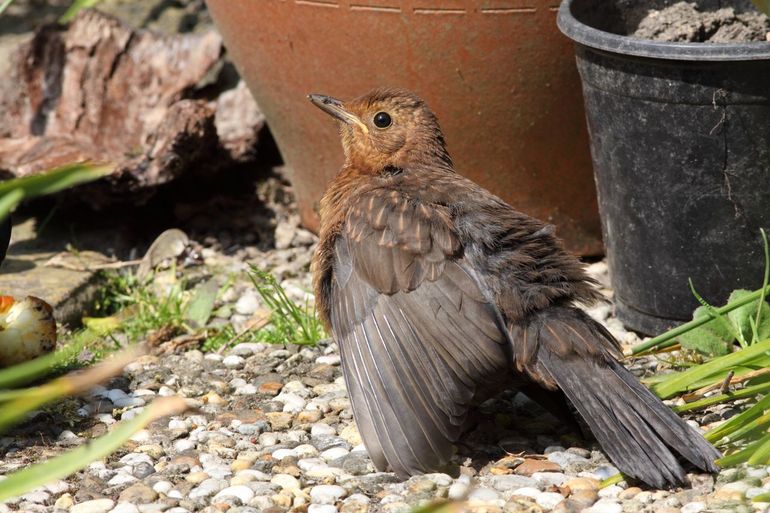 Kleinere zangvogels lopen het meeste risico wanneer temperaturen flink oplopen