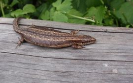 Levendbarende hagedis