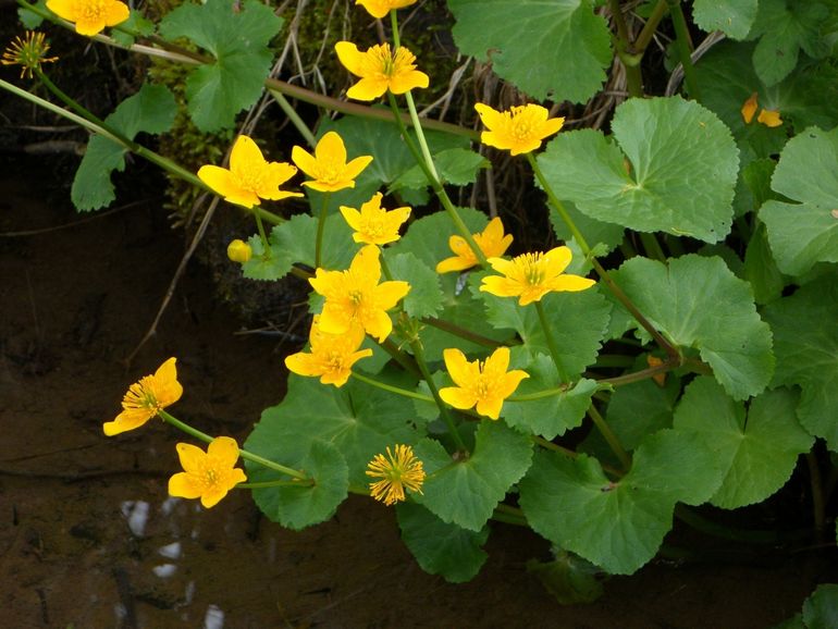 De dotterbloem is één van de Zuid-Hollandse icoonsoorten