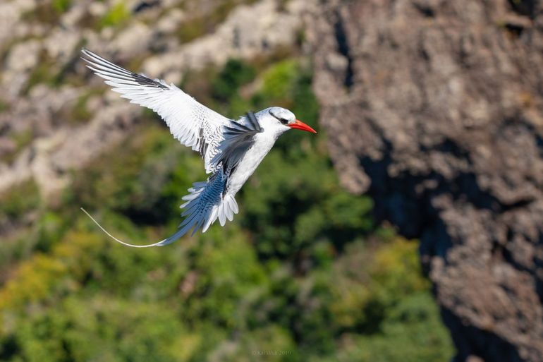 Red-billed tropicbird