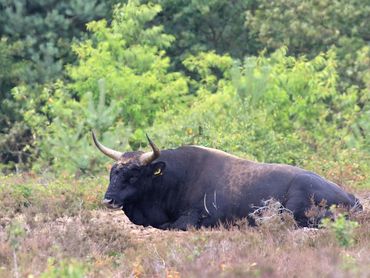 Hoewel taurosstieren erg indrukwekkend zijn, verraadt de kortharige zwarte vacht, de lichte streep over de rug dat het een heel andere soort is dan een wisent