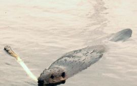 Vilmar Dijkstra Bever (Castor fiber; fotograaf Vilmar Dijkstra)