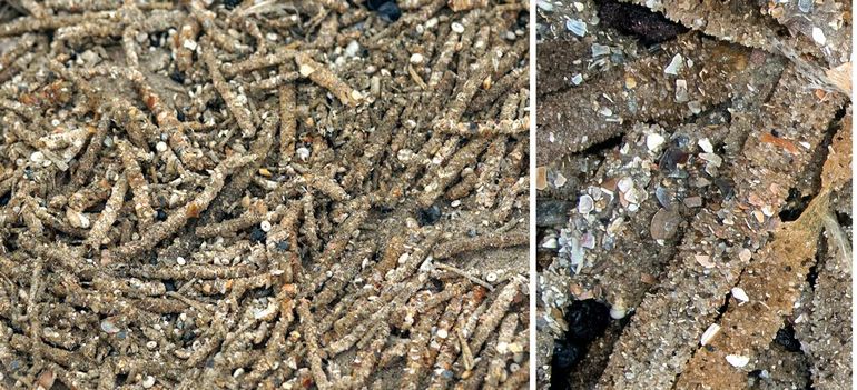 Aangespoelde kokers van schelpkokerwormen beplakt met zand en stukjes schelp op het strand van IJmuiden 