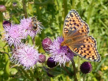 Een vrouwtje duinparelmoervlinder op akkerdistel op Terschelling