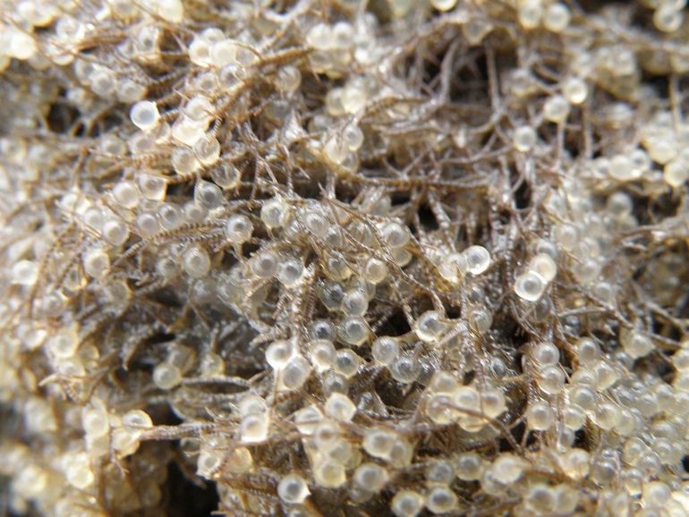 Haringeitjes op een mosselbank in de Duitse Waddenzee (Holmer Siel en Hörnumtief)