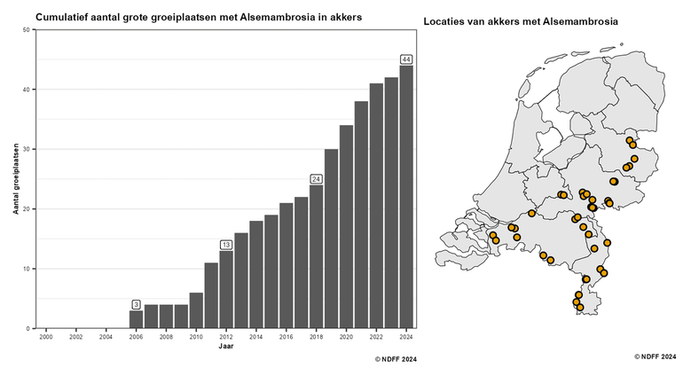 Het cumulatief aantal groeiplaatsen met Alsemambrosia in akkers (links) en de verspreiding van deze groeiplaatsen in Nederland (rechts)