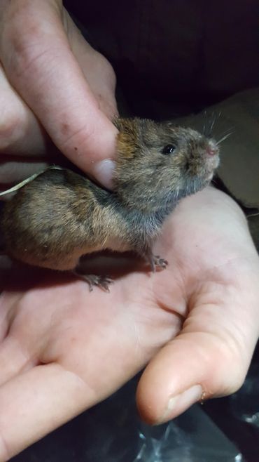 De enige gevangen muis in de pijpestrovelden dit jaar: een aardmuis.