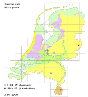 Verspreidingskaart Bisschopsmuts. De locatie in de duinen van Bakkum is nog niet aangegeven