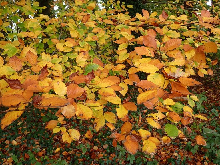 Beuken hebben prachtige herfstkleuren