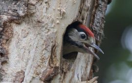 Dendrocopos major. Grote bonte specht