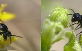 Duinmaskerbijen: links een mannetje op muurpeper, rechts een vrouwtje op heggenrank.