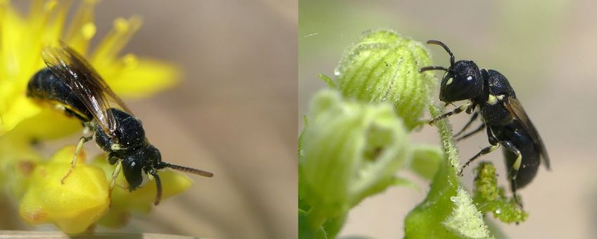 Duinmaskerbijen: links een mannetje op muurpeper, rechts een vrouwtje op heggenrank.