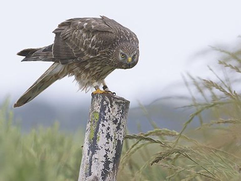 Het vrouwtje van ’Jules’, geboren op het Waddeneiland Wangerooge, nu broedend in de Groninger akkers