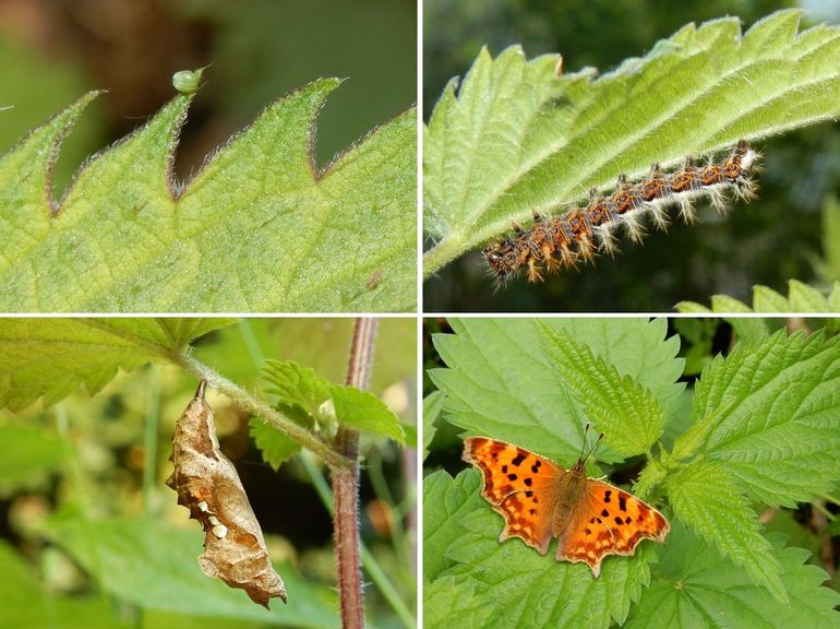 De levenscyclus van de gehakkelde aurelia in beeld, met ei, rups, pop en vlinder
