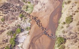 Martin Harvey, WWF Trek van gnoes