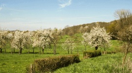 Uitzicht vanuit het Savelsbos