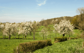 Uitzicht vanuit het Savelsbos