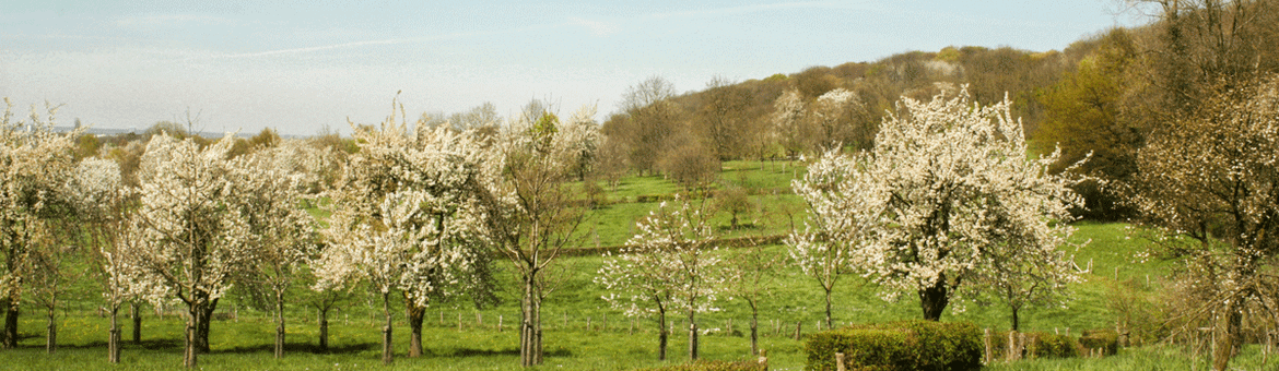 Uitzicht vanuit het Savelsbos
