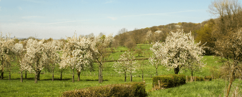 Uitzicht vanuit het Savelsbos