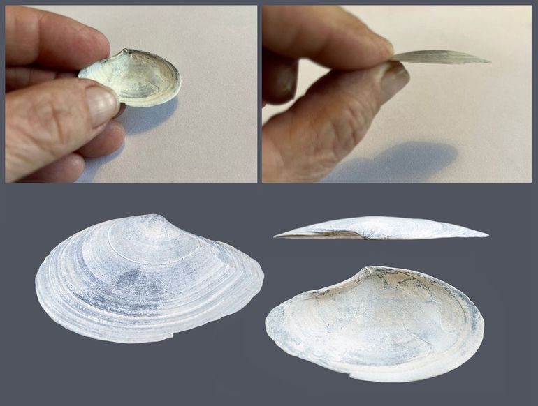 Linksboven: binnenkant met in de bovenrand de 'slottanden'. Rechtsboven: een erg platte schelp! Onder: nogmaals de schelp van alle kanten