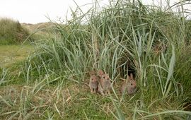 Jonge konijnen bij de uitgang van het nest op Terschelling