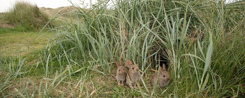 Jonge konijnen bij de uitgang van het nest op Terschelling