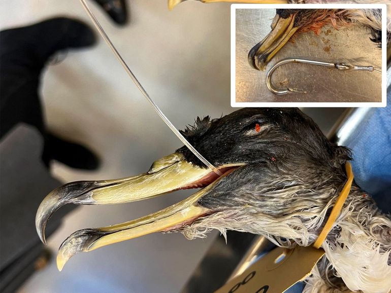 A shearwater that got caught on a fishing hook