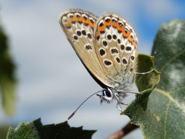 Vrouwtje heideblauwtje heeft een bruine grondkleur