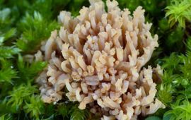 Nieuwe soort Koraalzwam in Nederland, Ramaria roellinii