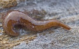 Marionfyfea adventor. Deze platworm is in 2016 beschreven op basis van dieren uit Nederland.