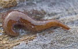 Marco Faasse Marionfyfea adventor. Deze platworm is in 2016 beschreven op basis van dieren uit Nederland.