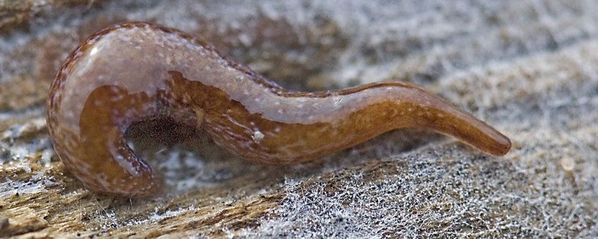 Marionfyfea adventor. Deze platworm is in 2016 beschreven op basis van dieren uit Nederland.