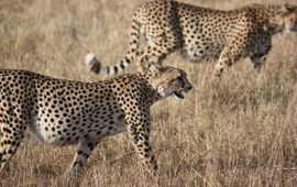 Pixabay cheetah