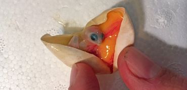 Embryo van een lettersierschildpad in een niet uitgekomen ei uit de Palmerswaard bij Rhenen