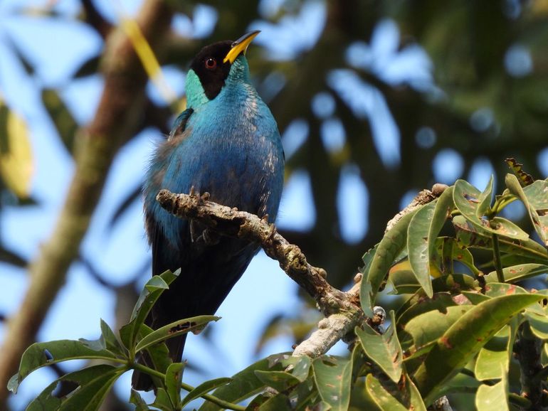 Regenwouden herbergen een schat aan biodiversiteit