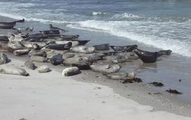 Andreas Trepte zeehonden_op_strand
