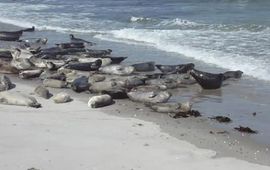 zeehonden_op_strand