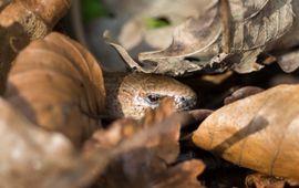 Smudge 9000, Flickr Hazelworm