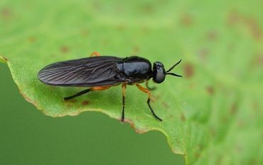 De zwartvleugel-stekelwapenvlieg (Beris clavipes) behoort tot een groep van wapenvliegen die zeldzamer wordt