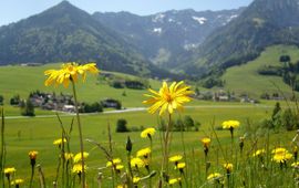 Andreas Wittlinger, Pixabay Alpenweide