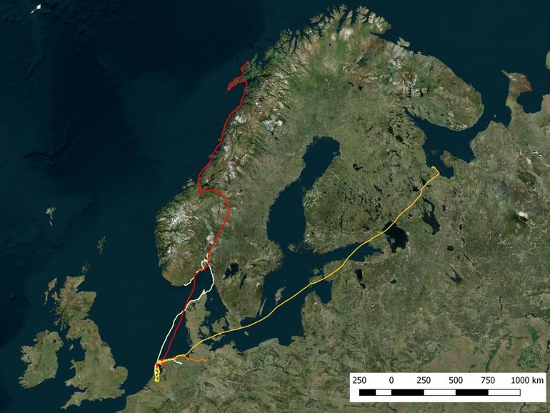 Voorjaarsmigratie van overwinterende Vlielandse scholeksters naar de broedgebieden (15 februari 2017 tot en met 31 mei 2017)