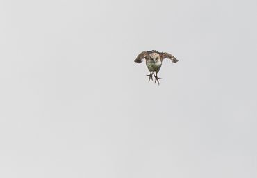 Slangenarend stort zich op ringslang... (30 juli 2017, Nieuwe Keverdijkse Polder NH)