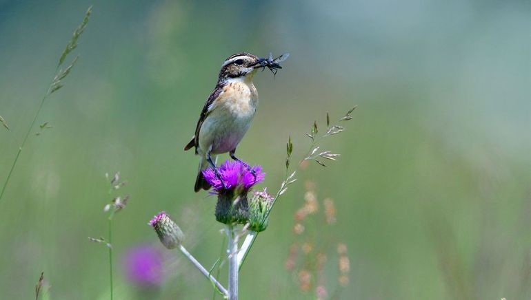 Paapjes laten zich altijd goed bewonderen. Hun voedsel bestaat uit allerlei insecten