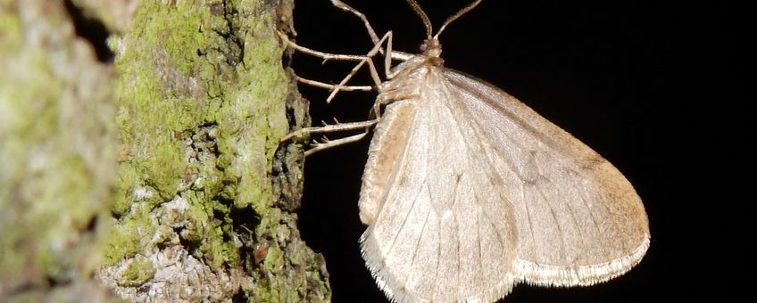 kleine wintervlinder mannetje