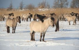 Koniks in sneeuw Letland