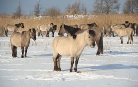 Jan van der Veen, ARK Koniks in sneeuw Letland