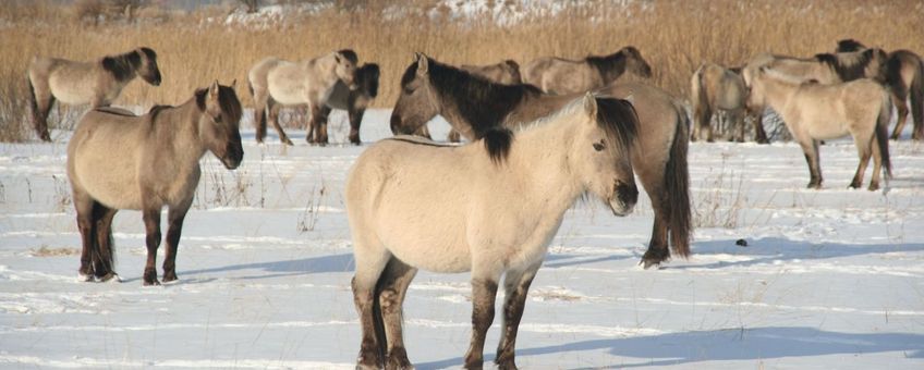 Koniks in sneeuw Letland