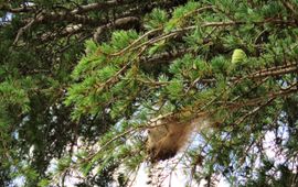 Cedrus libani met dennenprocessierups 1 6 2016 1