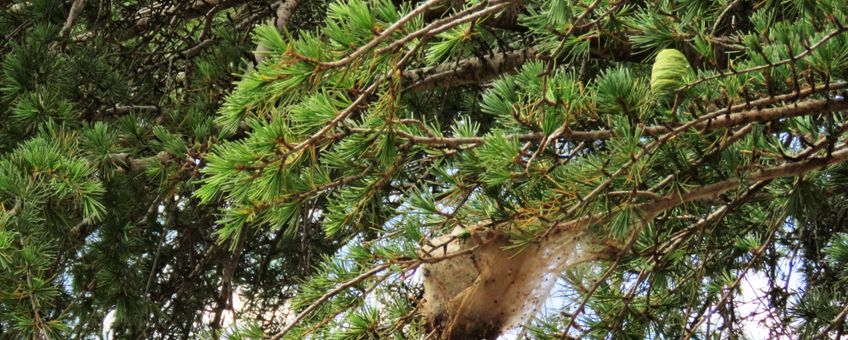 Cedrus libani met dennenprocessierups 1 6 2016 1