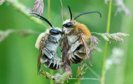 copyright nautilusfilm still uit film Children of the Sun - Wild Bees
